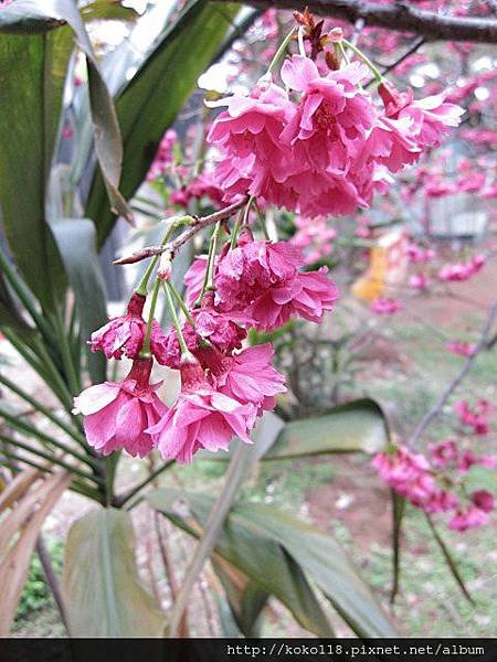 104.3.1 新竹公園-八重櫻12.JPG