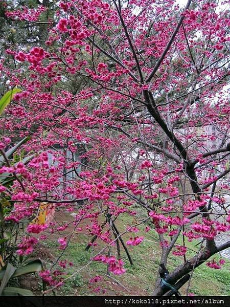 104.3.1 新竹公園-八重櫻15.JPG