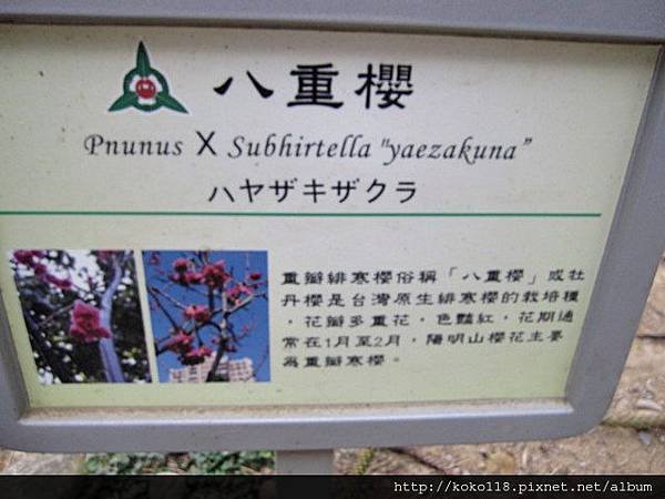 104.3.1 新竹公園-八重櫻標示牌.JPG