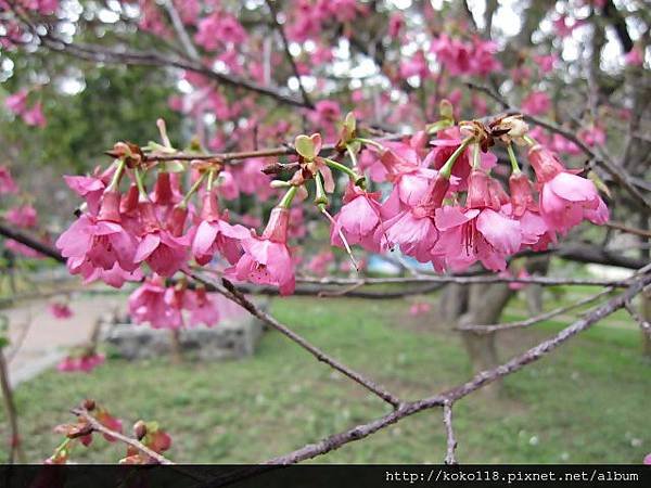 104.3.1 新竹公園-山櫻花.JPG