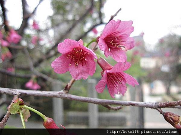 104.3.1 新竹公園-山櫻花1.JPG