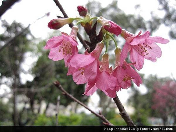 104.3.1 新竹公園-山櫻花5.JPG