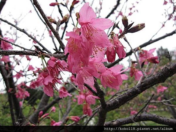 104.3.1 新竹公園-山櫻花9.JPG