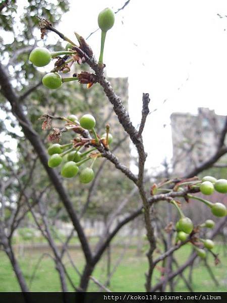 104.3.1 新竹公園-山櫻花(果).JPG