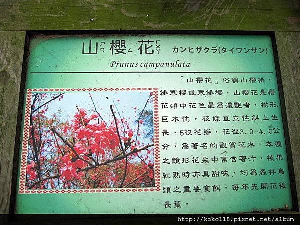 104.3.1 新竹公園-山櫻花標示牌.JPG