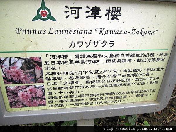 104.3.7 新竹公園-河津櫻介紹板.JPG