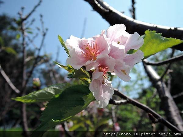 104.3.29 新竹公園-吉野櫻1.JPG