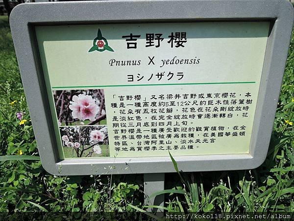 104.3.29 新竹公園-吉野櫻介紹看板.JPG