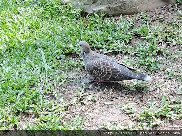 104.3.29 新竹公園-金背鳩.JPG