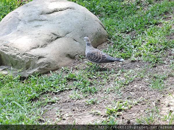 104.3.29 新竹公園-金背鳩1.JPG