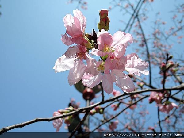 104.3.29 新竹公園-富士櫻2.JPG