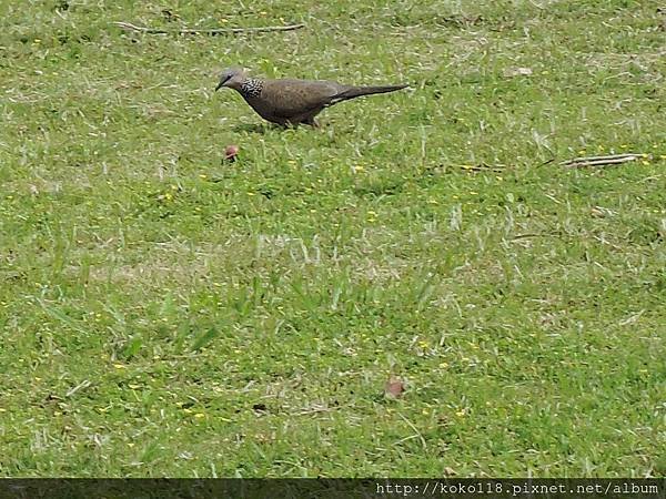 104.4.18 赤土崎公園-珠頸斑鳩.JPG