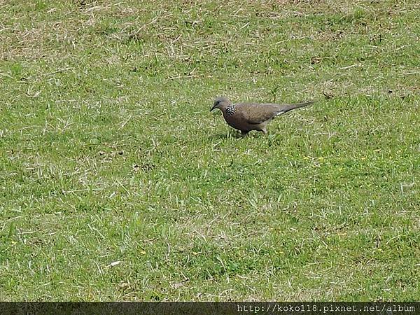 104.4.18 赤土崎公園-珠頸斑鳩1.JPG