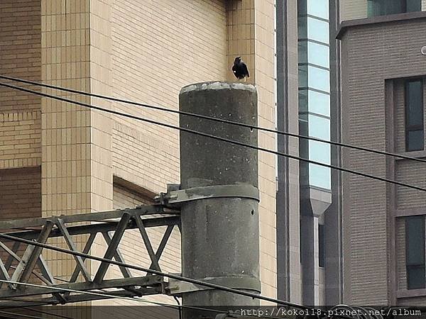 104.4.18 鐵道藝術村-八哥.JPG