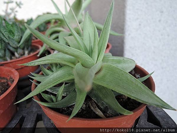 104.4.18 鐵道藝術村-多肉植物.JPG