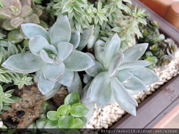 104.4.18 鐵道藝術村-多肉植物8.JPG