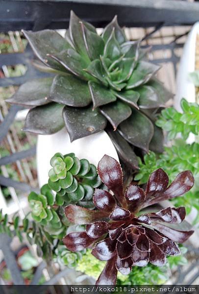 104.4.18 鐵道藝術村-多肉植物10.JPG