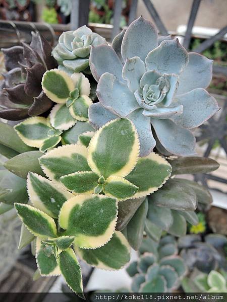 104.4.18 鐵道藝術村-多肉植物11.JPG
