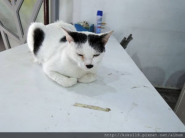 104.4.18 鐵道藝術村-貓4.JPG