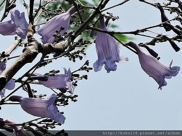 104.4.19 新竹公園-藍花楹2.JPG