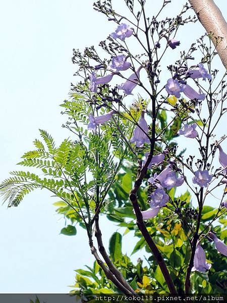104.4.19 新竹公園-藍花楹6.JPG