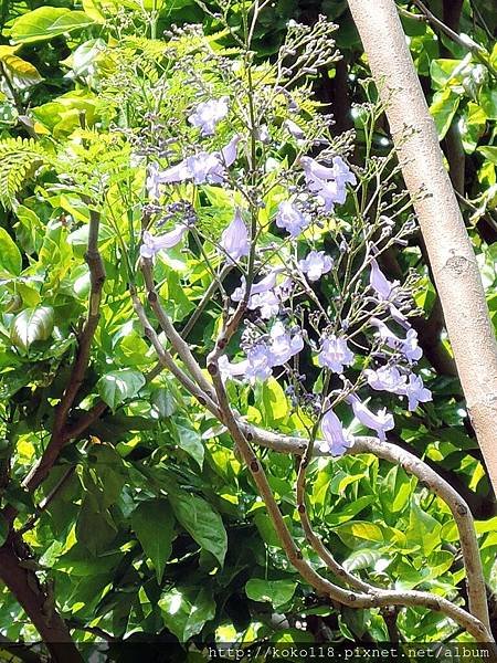 104.4.19 新竹公園-藍花楹8.JPG