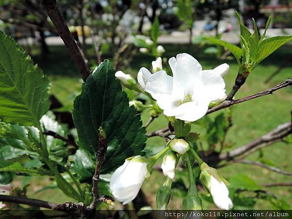 104.4.19 新竹公園-霧社櫻.JPG