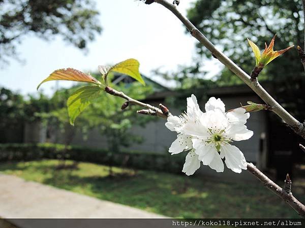 104.4.19 新竹公園-櫻花.JPG