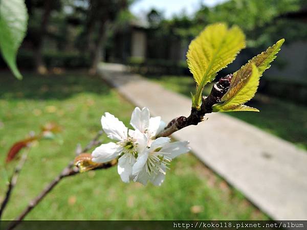 104.4.19 新竹公園-櫻花1.JPG