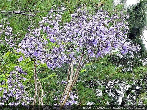 104.4.22 新竹公園-藍花楹1.JPG