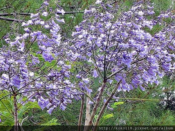 104.4.22 新竹公園-藍花楹4.JPG