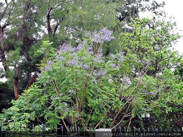 104.4.22 新竹公園-藍花楹6.JPG