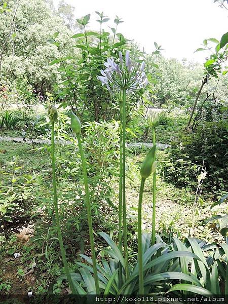 104.4.25 十八尖山-百子蓮.JPG
