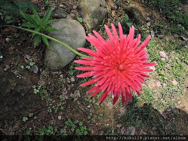 104.4.25 十八尖山-非洲菊1.JPG