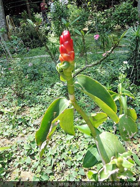 104.4.25 十八尖山-紅閉鞘薑.JPG