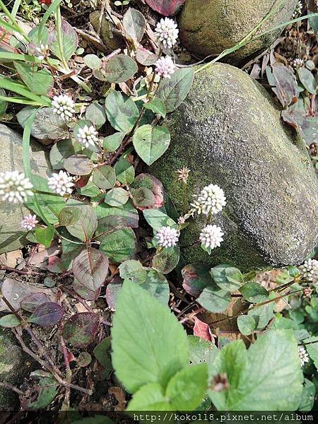 104.4.25 十八尖山-頭花蓼.JPG