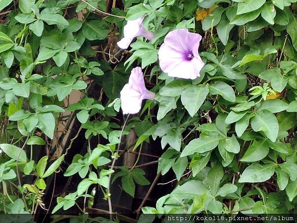 104.5.9 博愛小憩-槭葉牽牛花.JPG