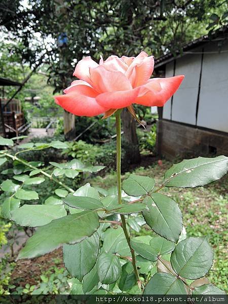104.5.9 湖畔料亭-玫瑰1.JPG