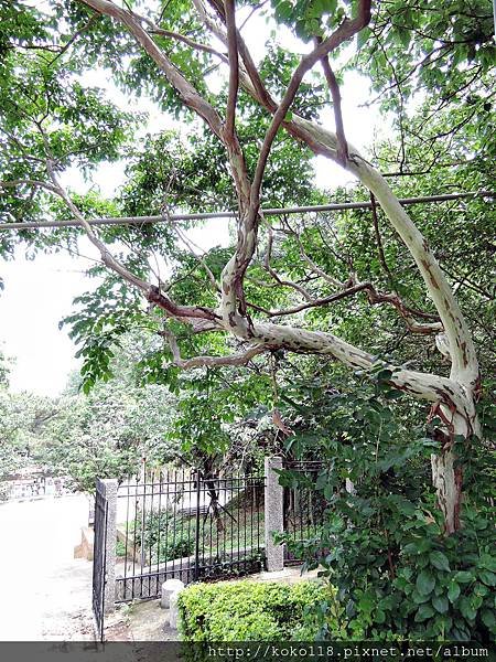 104.5.9 新竹公園-九芎.JPG