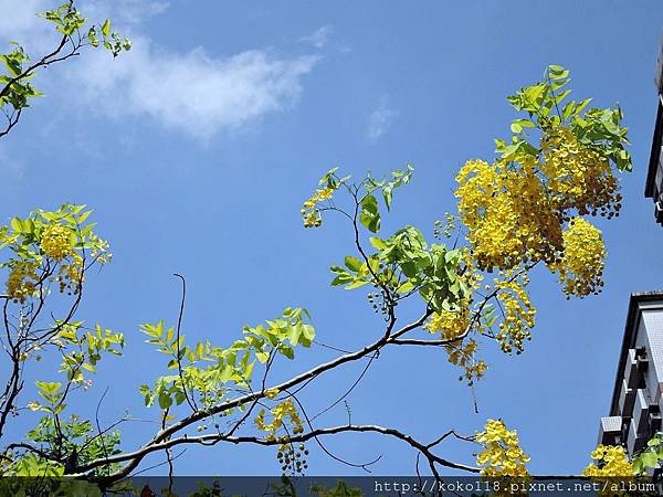 104.6.12 赤土崎公園-阿勃勒34.JPG