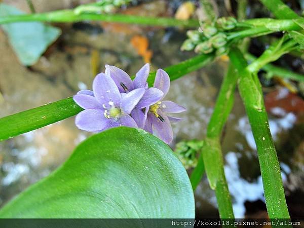 104.9.13 湖畔料亭-鴨舌草(花).JPG