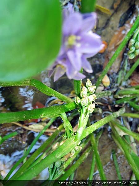 104.9.13 湖畔料亭-鴨舌草(花與實).JPG