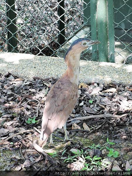 104.9.13 新竹公園-黑冠麻鷺.JPG