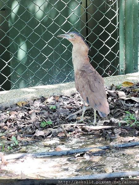 104.9.13 新竹公園-黑冠麻鷺1.JPG