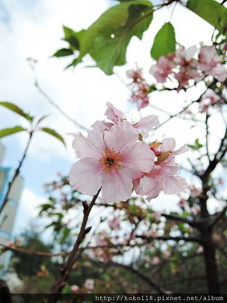 104.10.31 新竹公園-櫻花6.JPG
