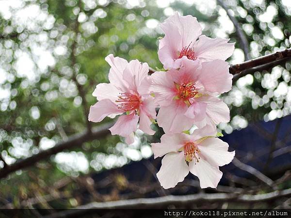 104.11.7 新竹公園-櫻花2.JPG