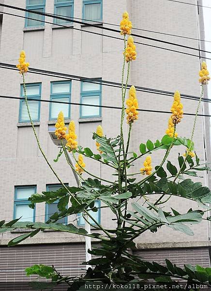 104.11.8 國小-翅果鐵刀木1.JPG