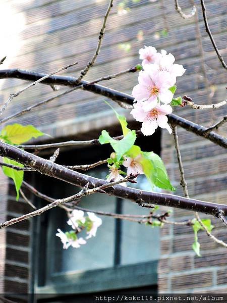104.11.15 玻工館-櫻花.JPG
