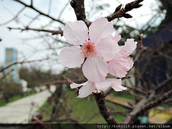104.12.20 新竹公園-櫻花4.JPG