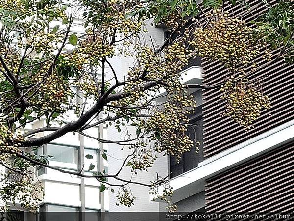 105.1.16 新竹市中正網球場-苦楝(實).JPG